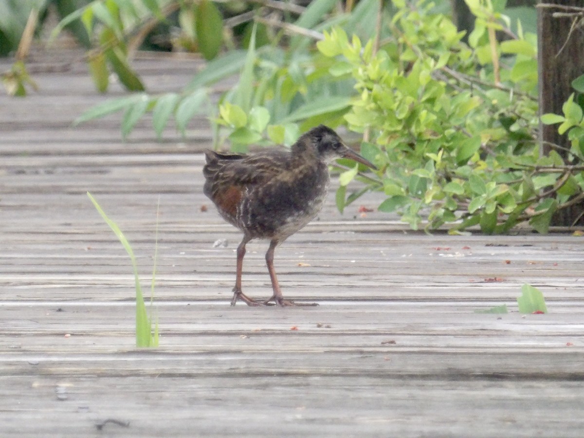Virginia Rail - ML638768979
