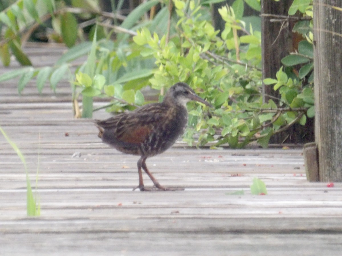 Virginia Rail - ML638768980