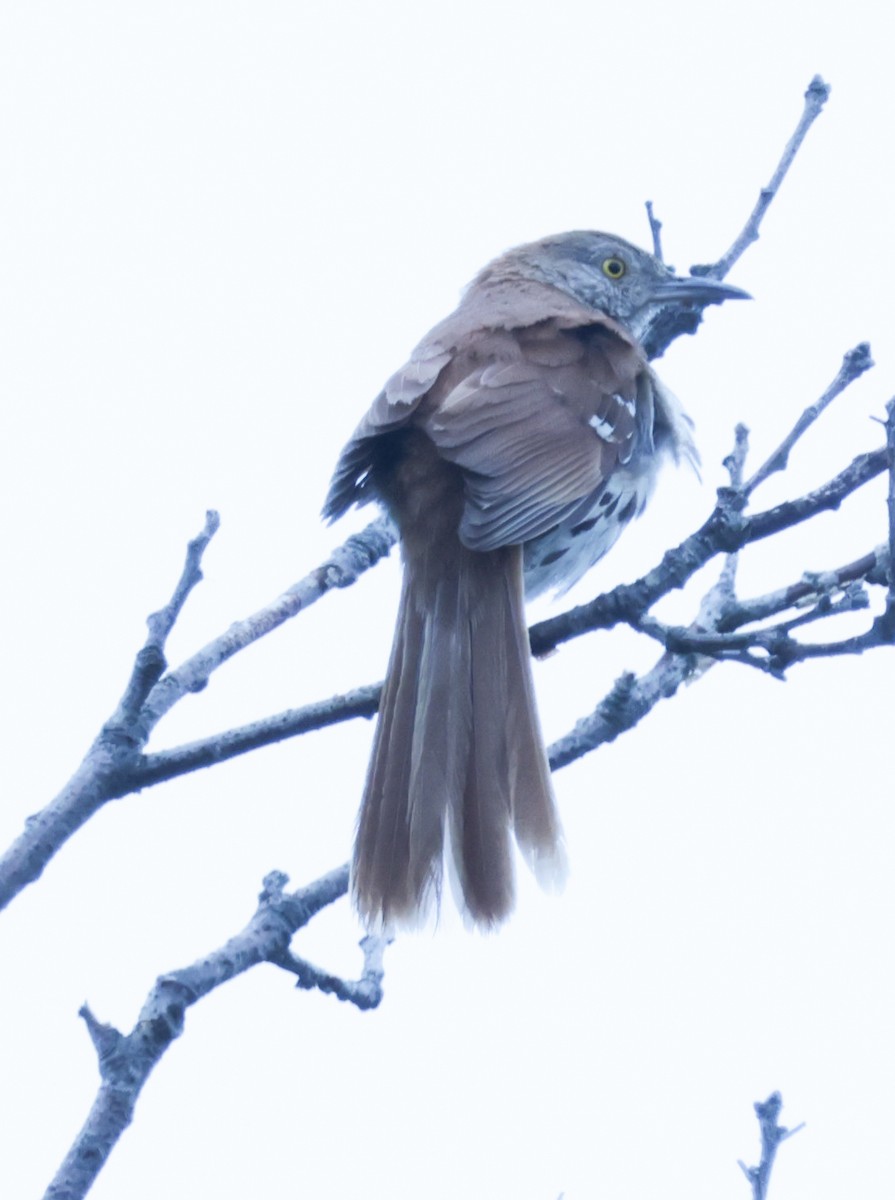 Brown Thrasher - ML638768992