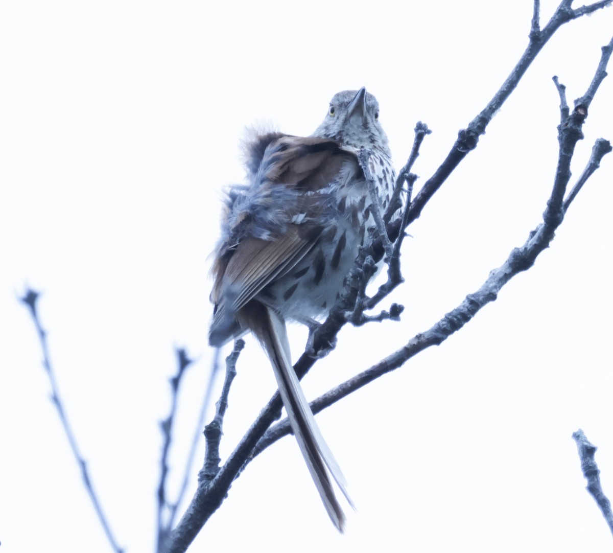 Brown Thrasher - ML638768993
