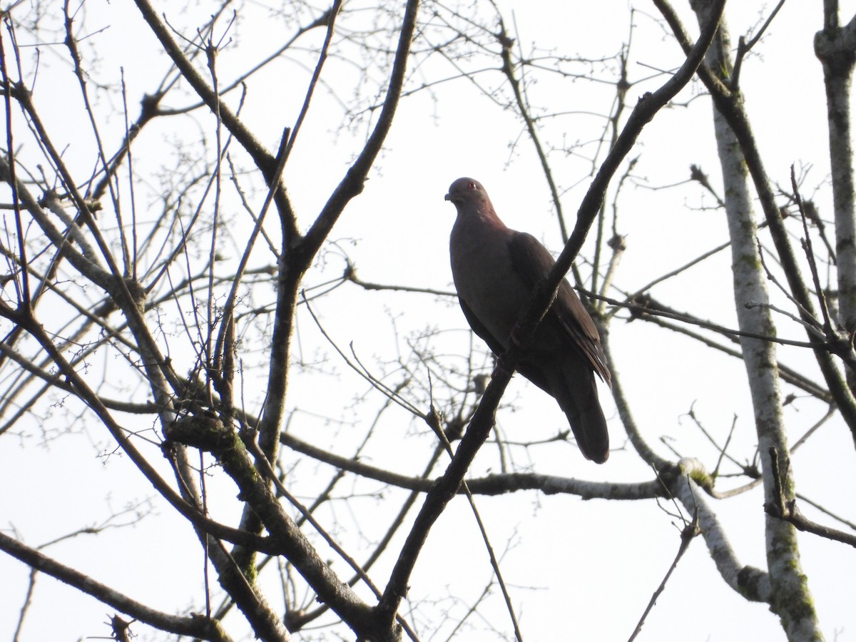 Short-billed Pigeon - ML638768994