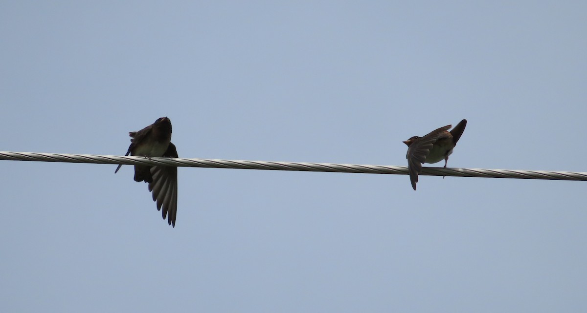 Cliff Swallow - ML638769013
