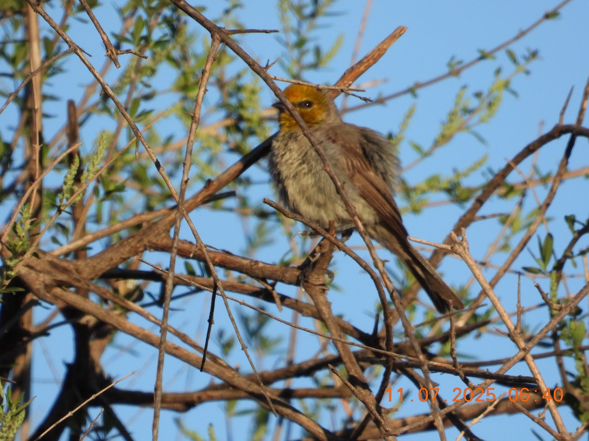 Verdin - ML638769022