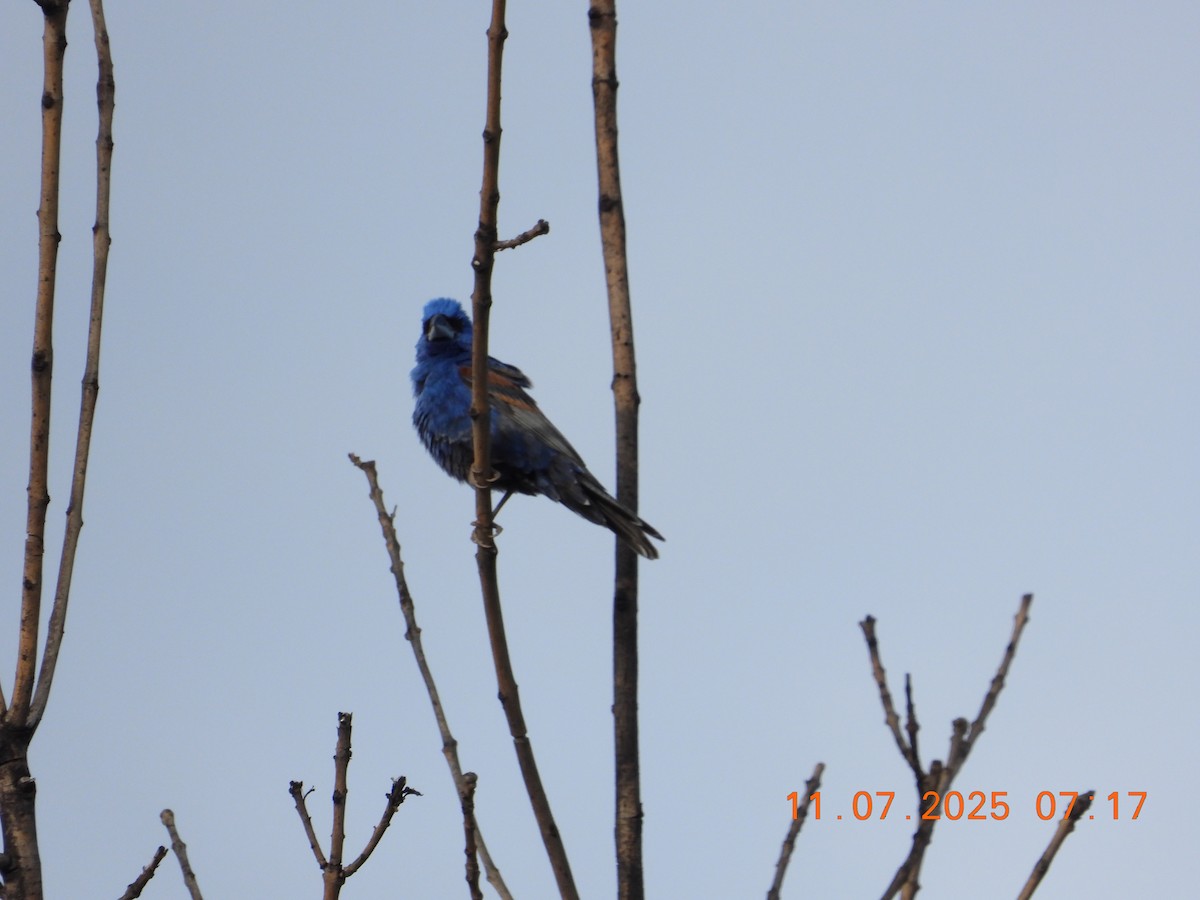 Blue Grosbeak - ML638769025
