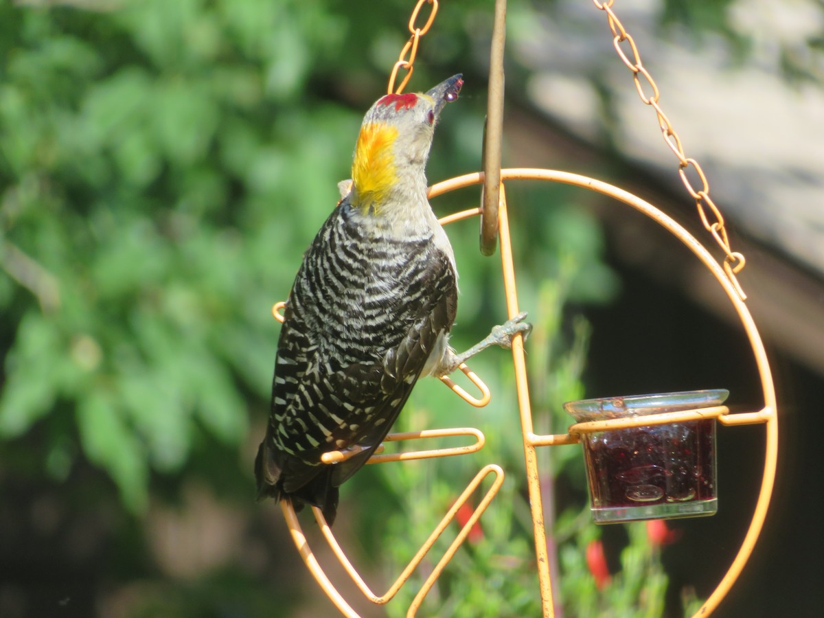 Golden-fronted Woodpecker - ML638769026