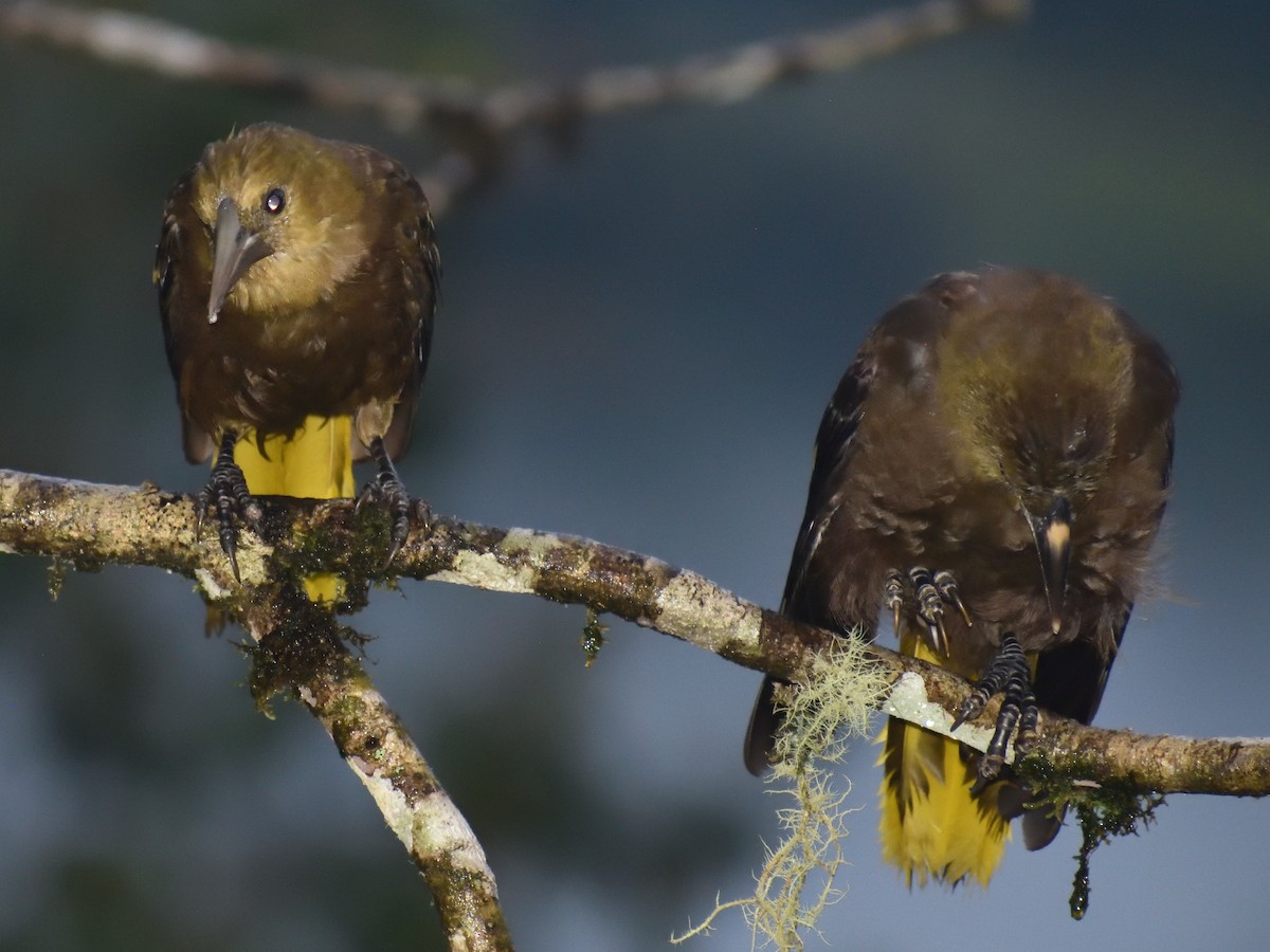 Russet-backed Oropendola (Russet-backed) - ML638769027