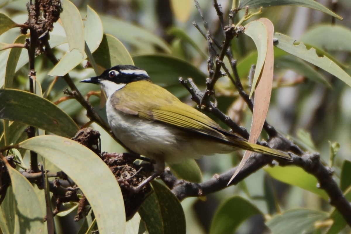 White-throated Honeyeater - ML638769031
