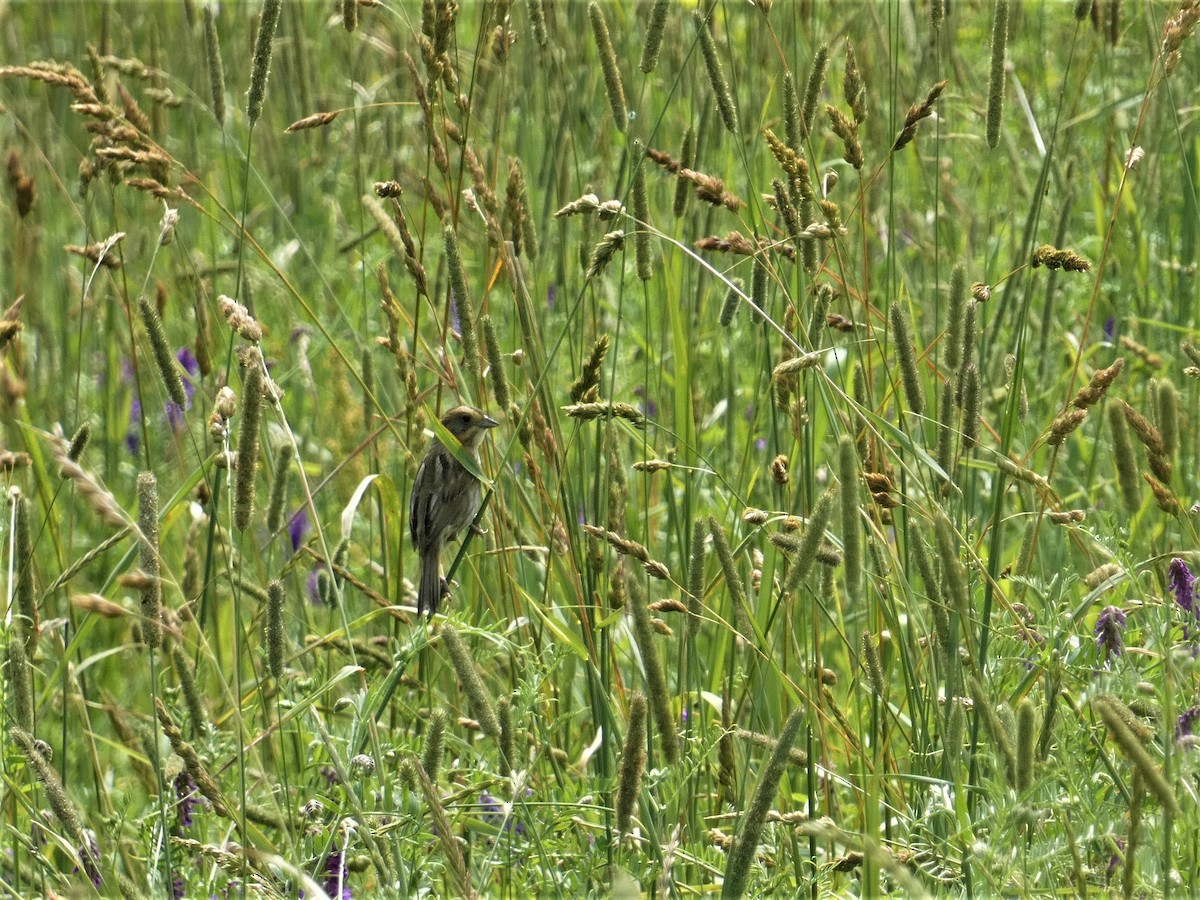 Nelson's Sparrow - ML638769034