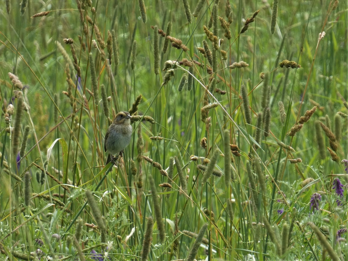 Nelson's Sparrow - ML638769035