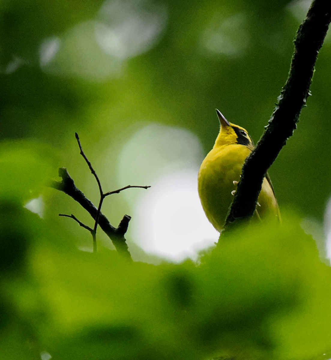 Kentucky Warbler - ML638769037