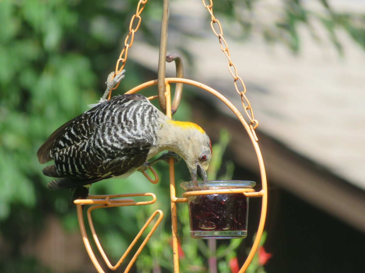 Golden-fronted Woodpecker - ML638769038