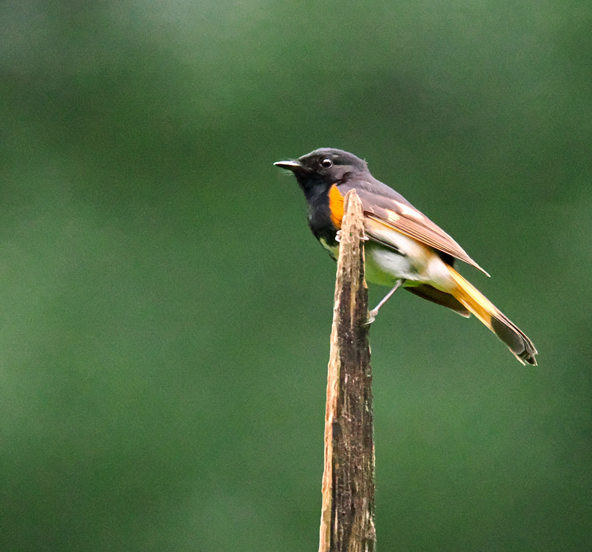 American Redstart - ML638769039