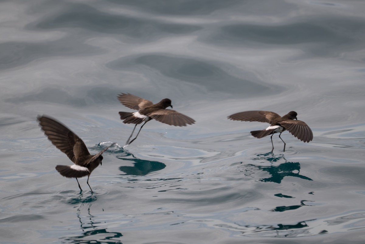 Elliot's Storm-Petrel - ML638769044