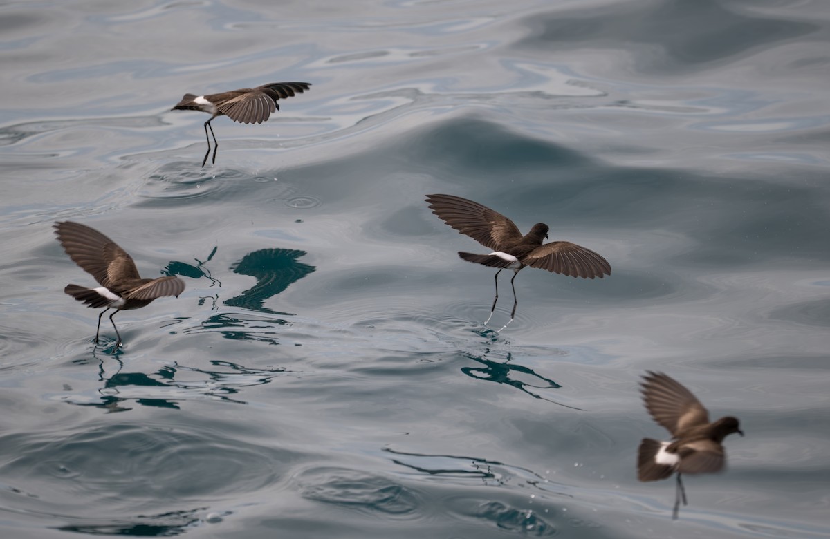 Elliot's Storm-Petrel - ML638769045