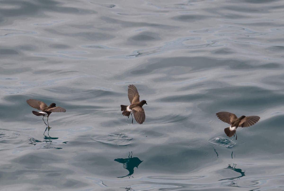 Elliot's Storm-Petrel - ML638769046