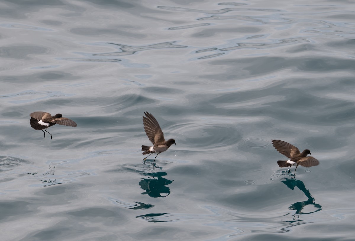 Elliot's Storm-Petrel - ML638769047