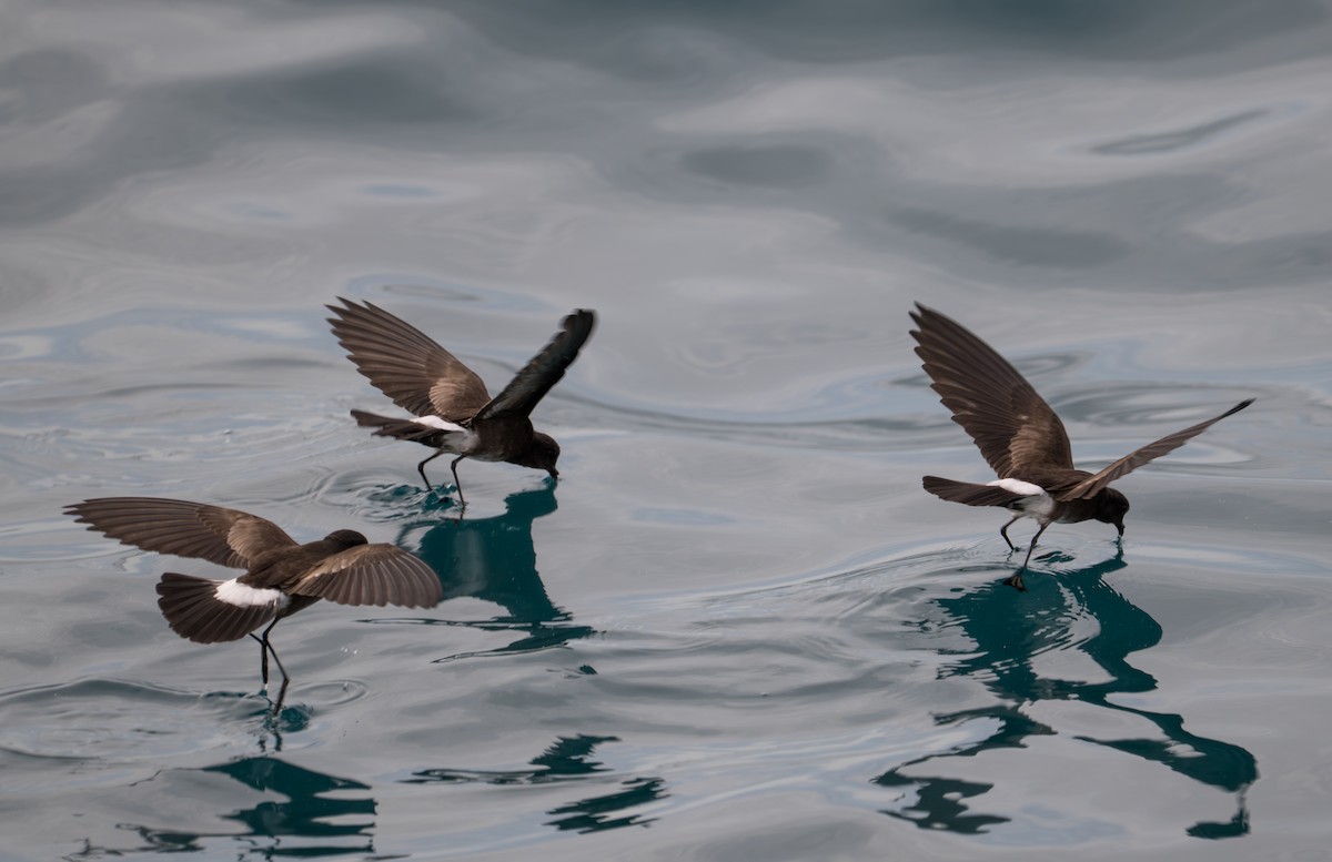 Elliot's Storm-Petrel - ML638769048