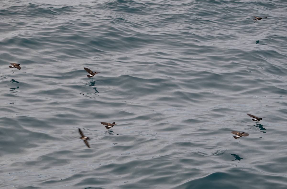 Elliot's Storm-Petrel - ML638769049