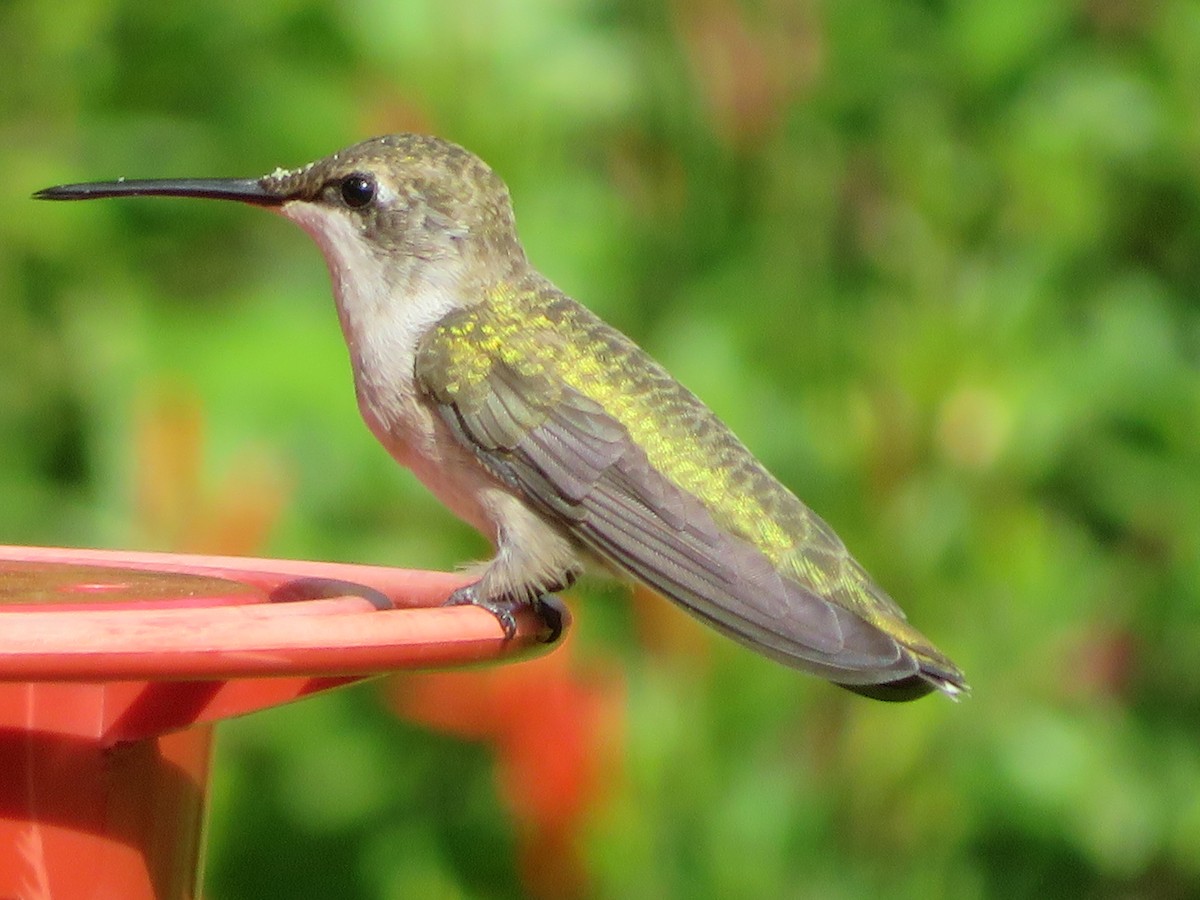 Black-chinned Hummingbird - ML638769050
