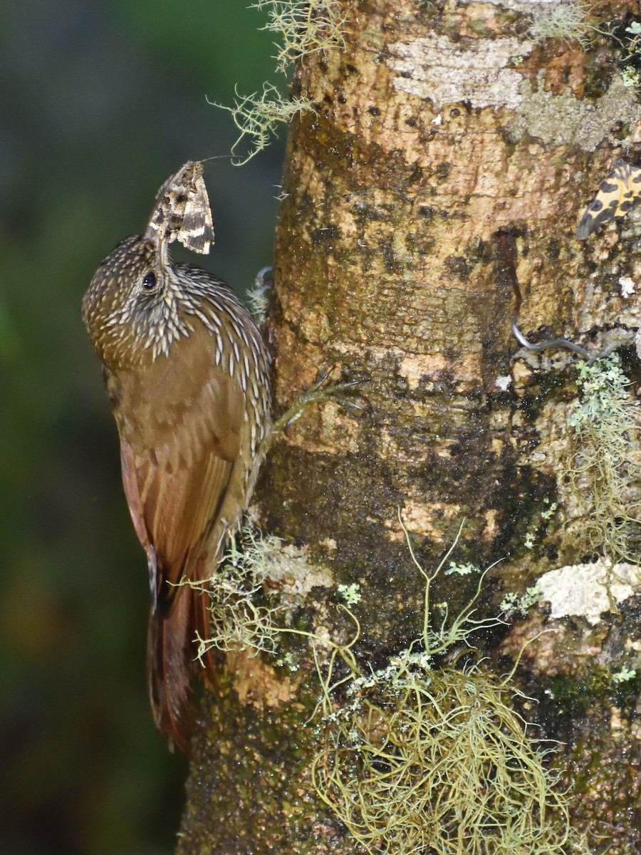 Montane Woodcreeper - ML638769063