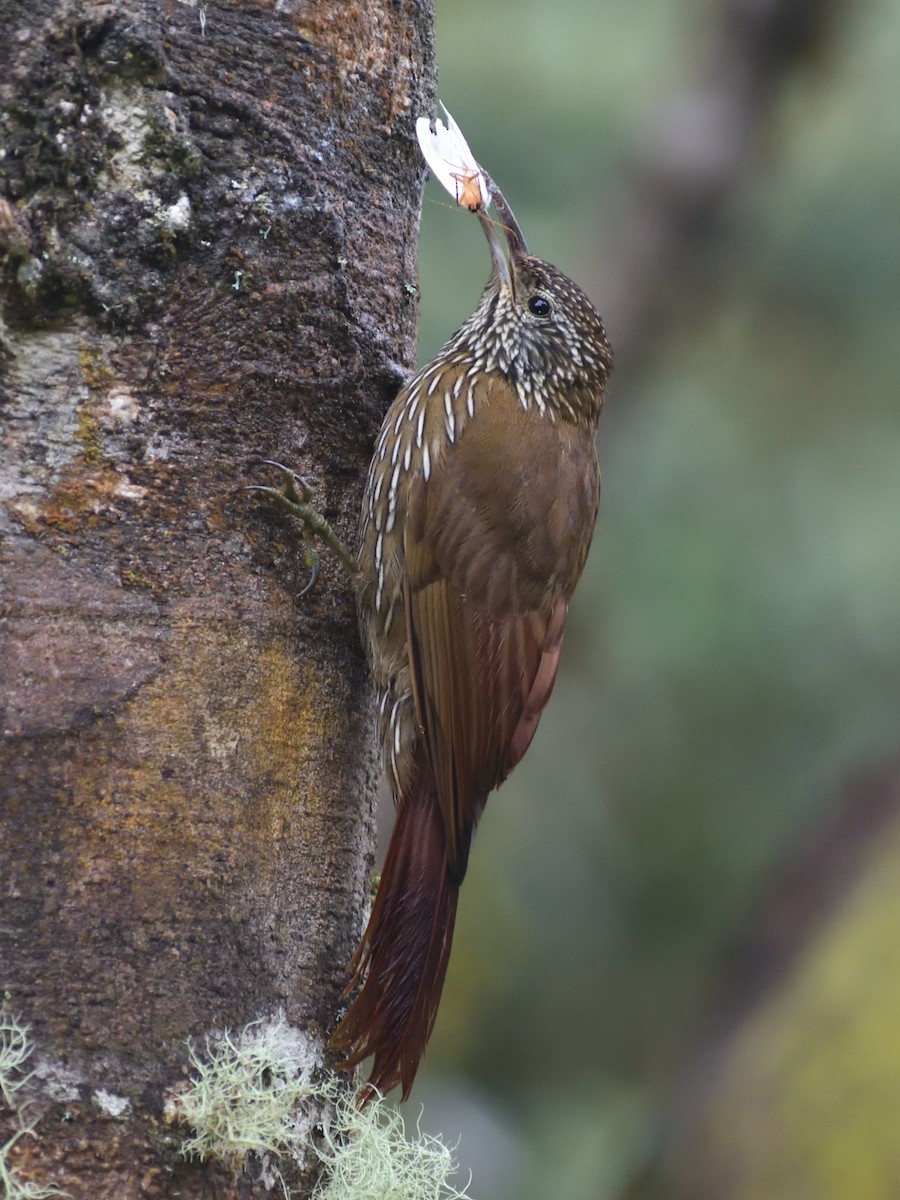 Montane Woodcreeper - ML638769064