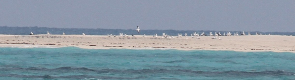 Masked Booby - ML638769065