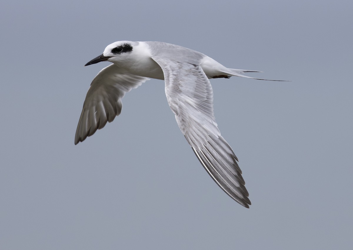 Forster's Tern - ML638769069