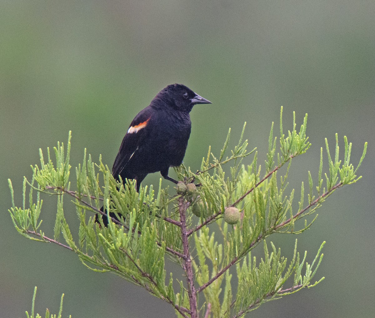 Red-winged Blackbird - ML638769088