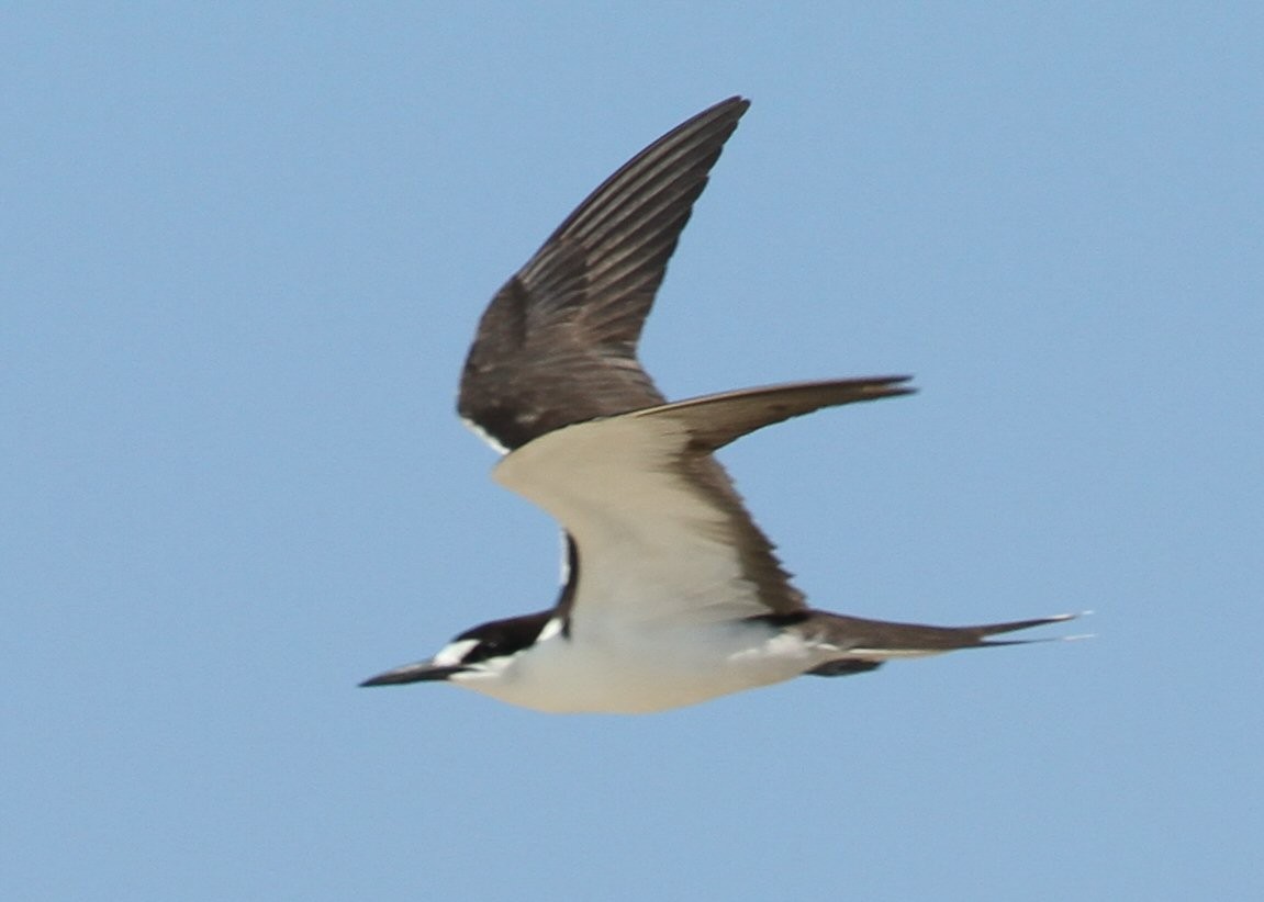 Sooty Tern - ML638769101