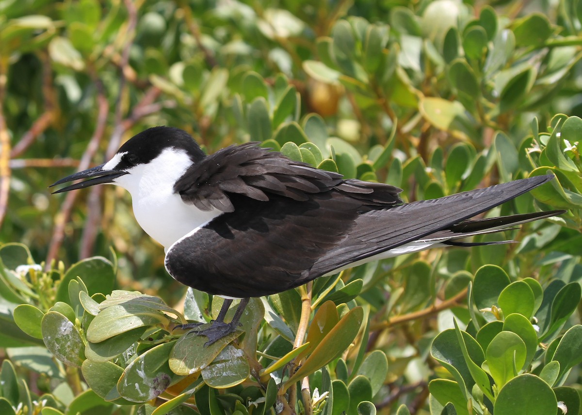 Sooty Tern - ML638769117