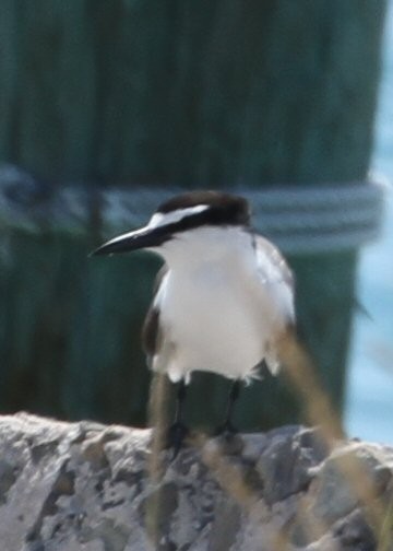 Bridled Tern - ML638769144