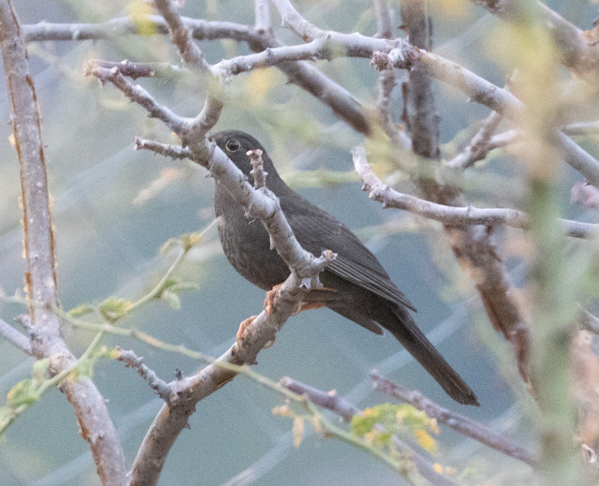 Chiguanco Thrush - ML638769148