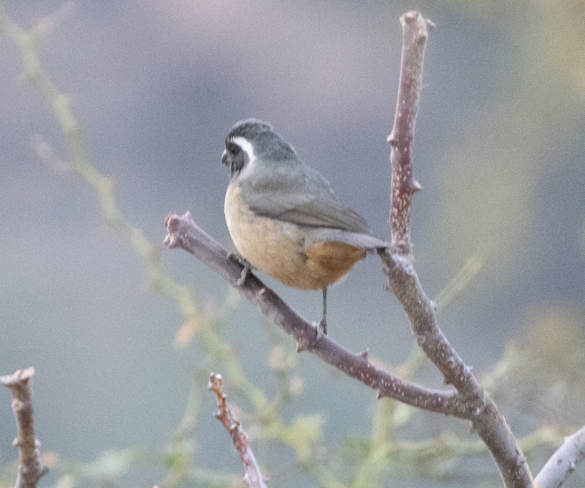 Golden-billed Saltator - ML638769153