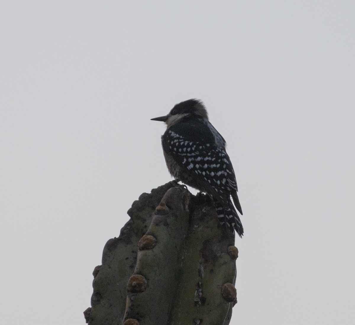 White-fronted Woodpecker - ML638769154