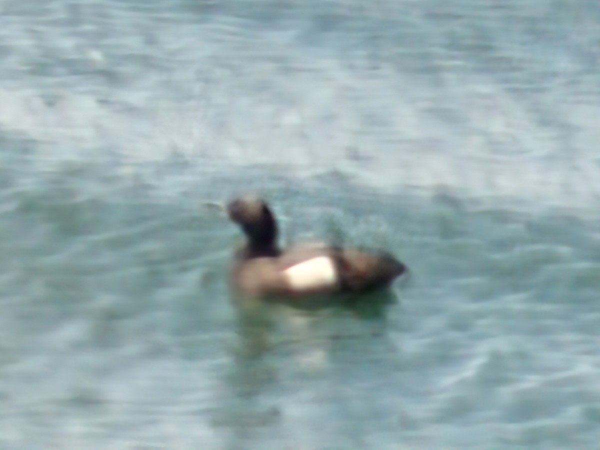 Pigeon Guillemot - ML638769156