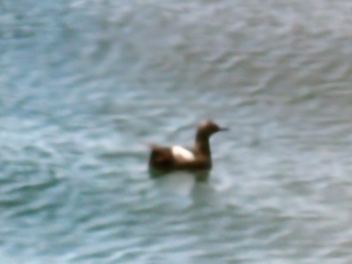 Pigeon Guillemot - ML638769157