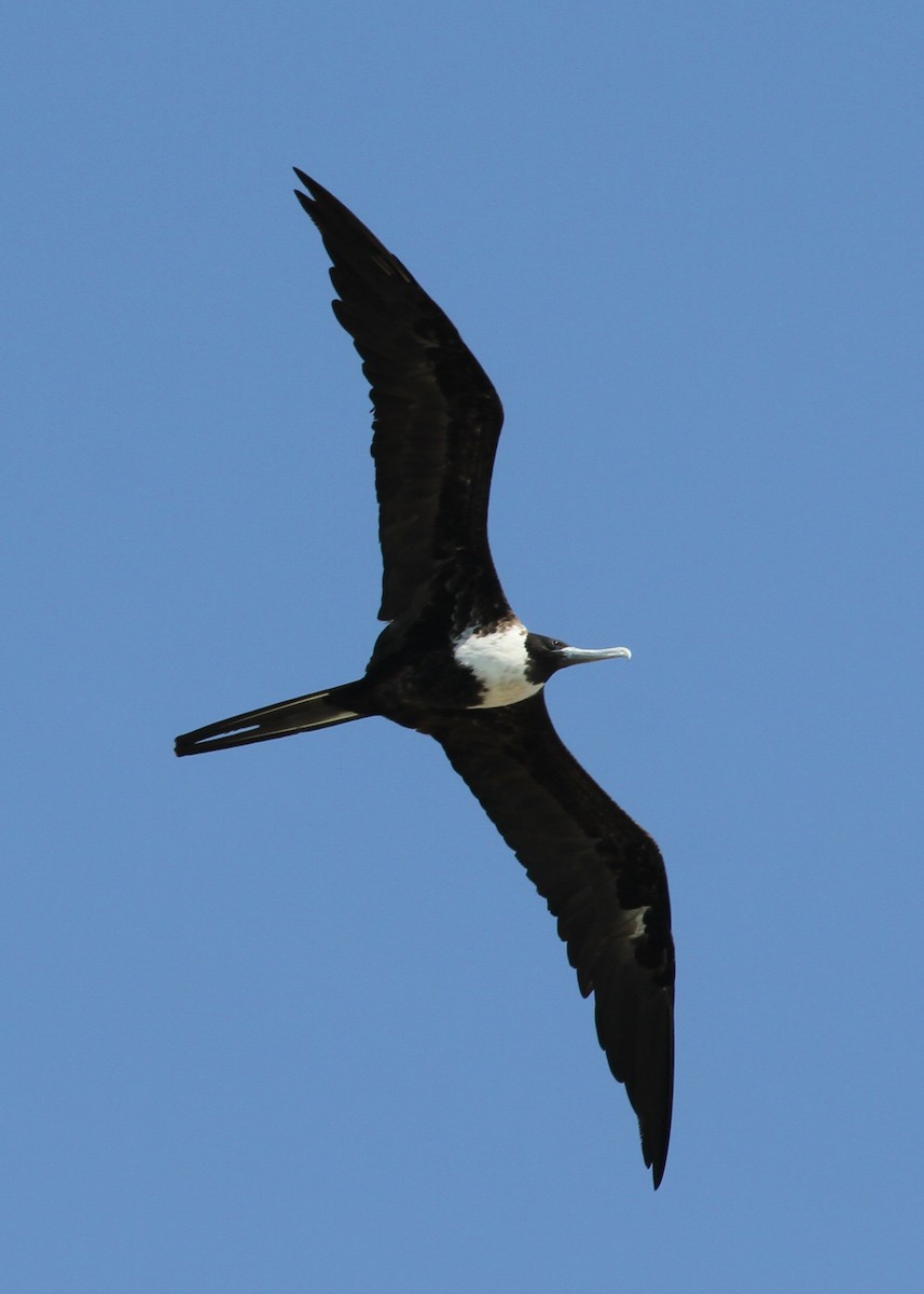 Magnificent Frigatebird - ML638769158