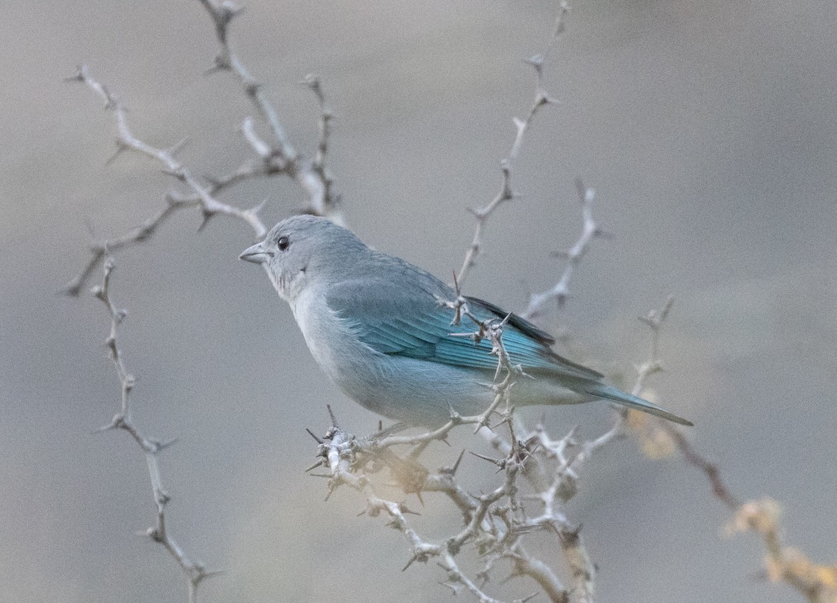 Sayaca Tanager - ML638769159
