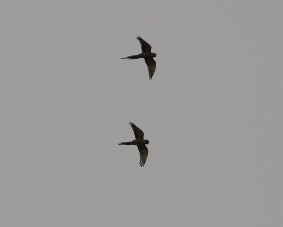 Red-fronted Macaw - ML638769160