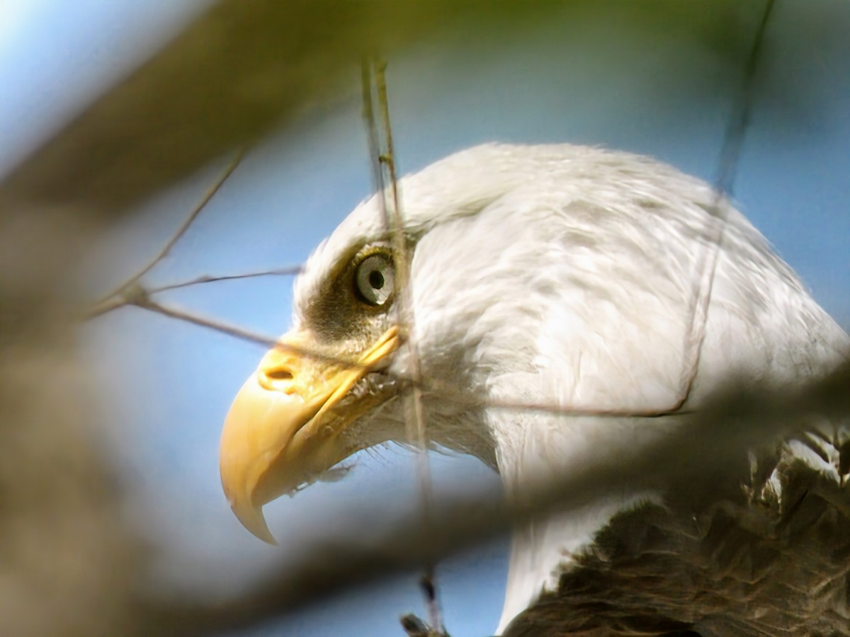 Bald Eagle - ML638769162
