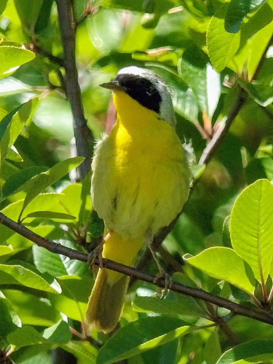 Common Yellowthroat - ML638769166