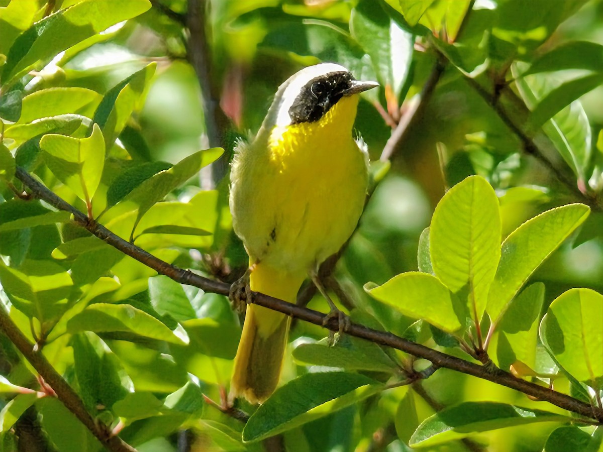Common Yellowthroat - ML638769167