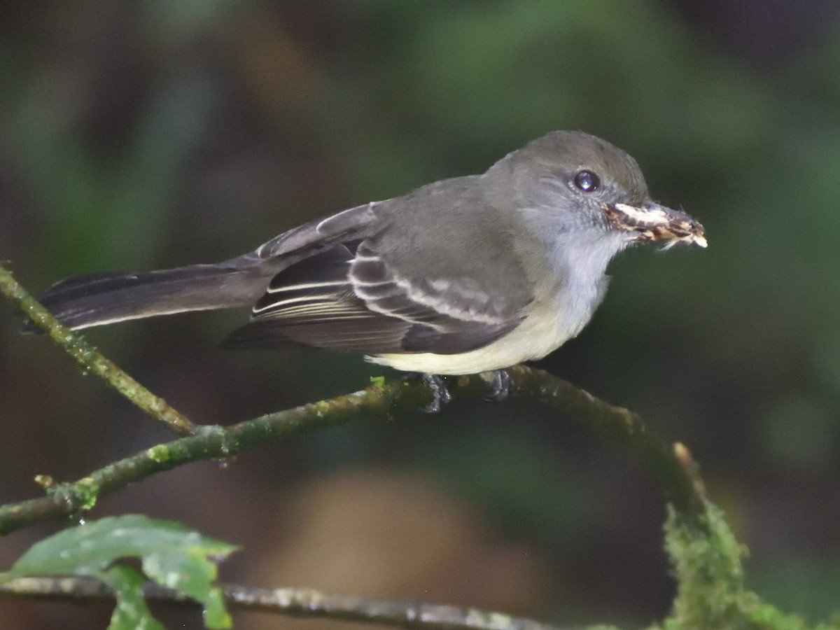 Pale-edged Flycatcher - ML638769171