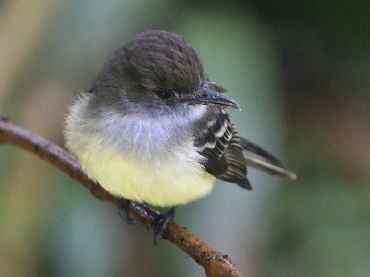 Pale-edged Flycatcher - ML638769172