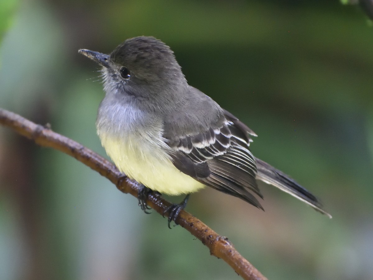 Pale-edged Flycatcher - ML638769173