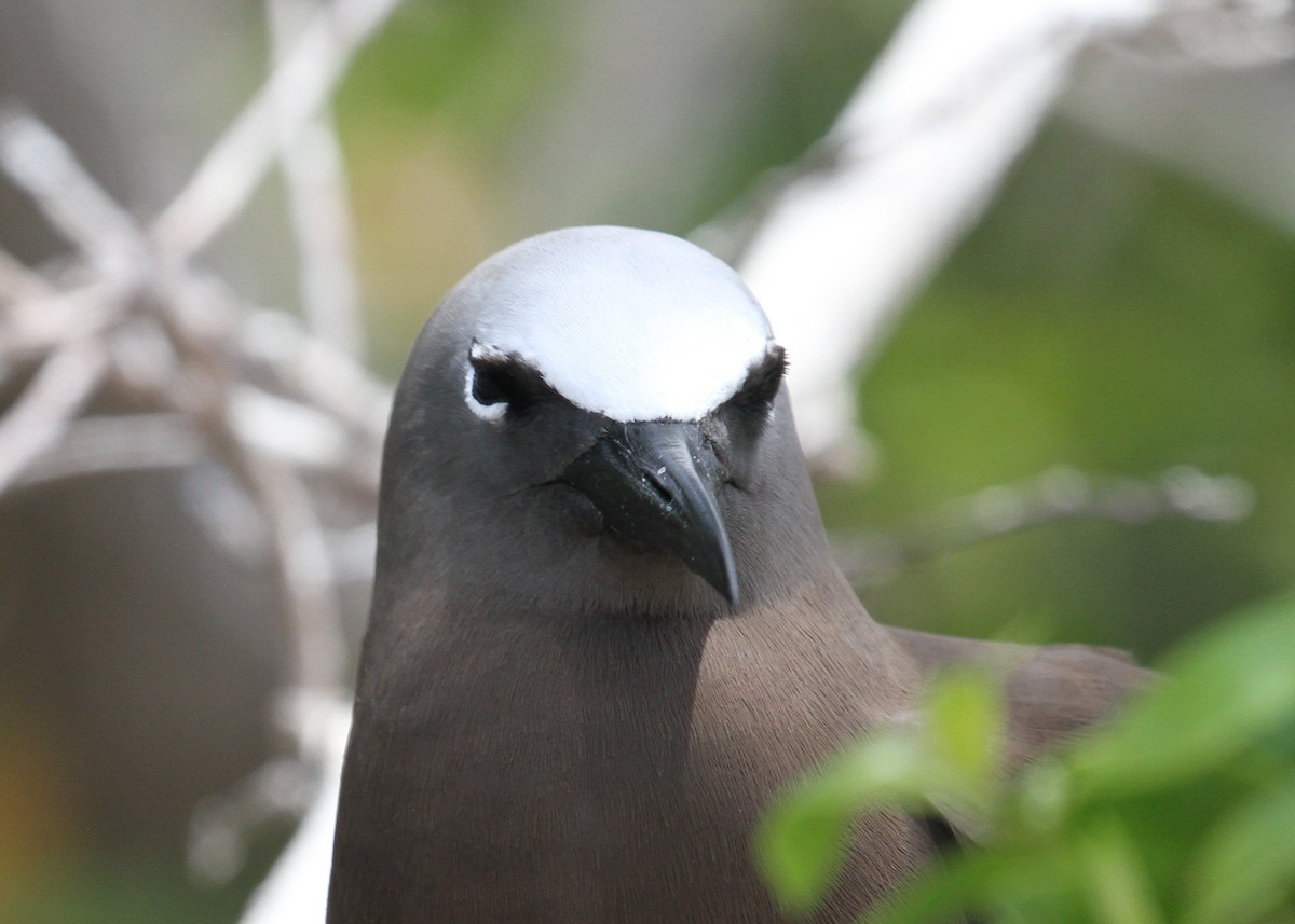 Brown Noddy - ML638769195