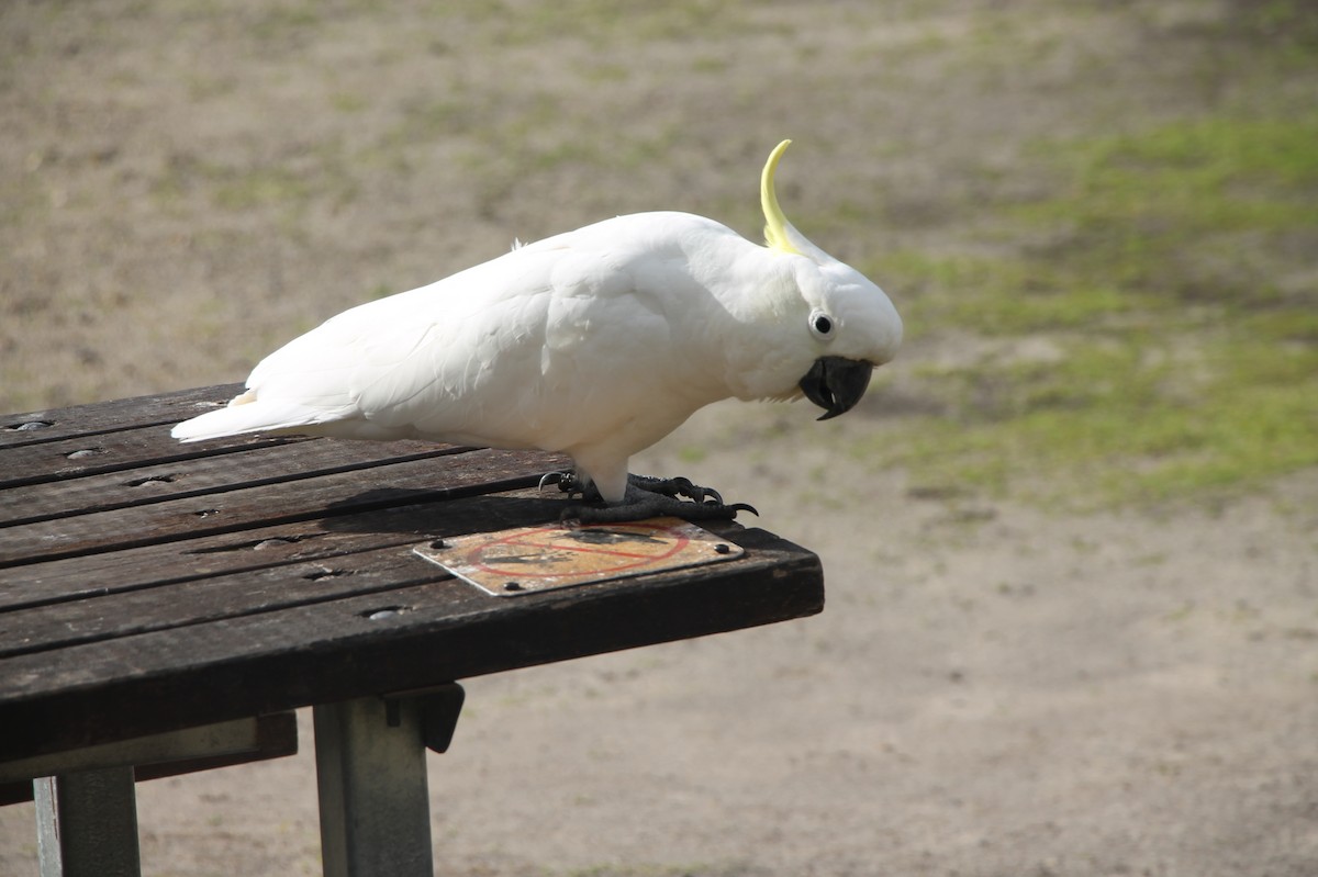Sulphur-crested Cockatoo - ML638769240