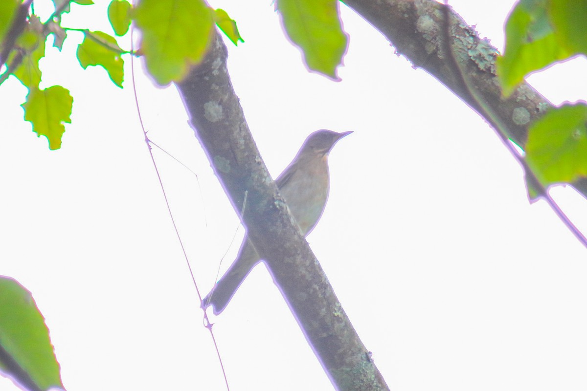 Creamy-bellied Thrush - ML638769246