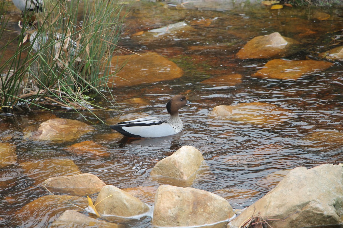 duck sp. - ML638769249