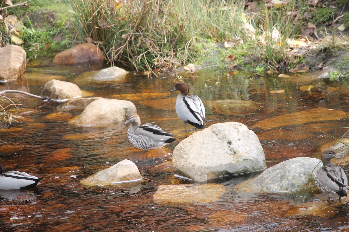 duck sp. - ML638769251